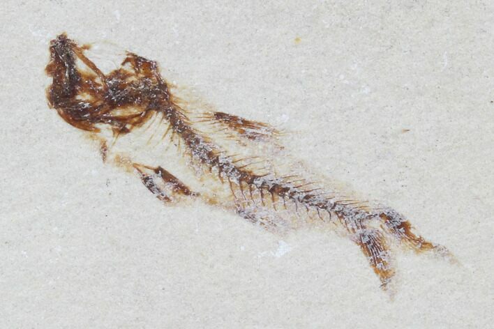 Bargain, Cretaceous Fossil Fish (Armigatus) - Lebanon #102579
